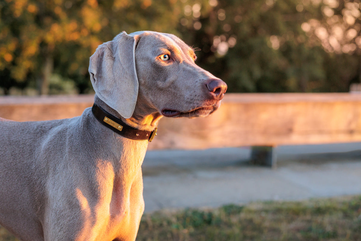 Hedgerow Collar